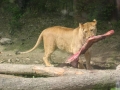 zoo_6.B 014 (web) (web)