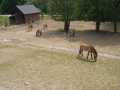 zoo_6.B 028 (web) (web)