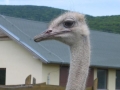 zoo_6.B 062 (web) (web)