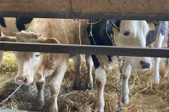 350690732_743690734166498_3925205647839515342_n