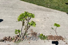 IMG-20260507-WA0015